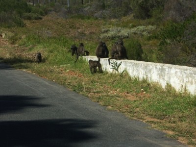 Cape Town